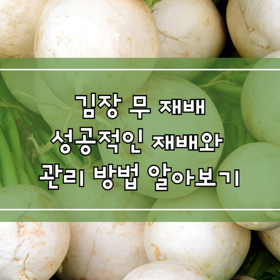 김장 무 재배 성공적인 재배와 관리 방법 알아보기