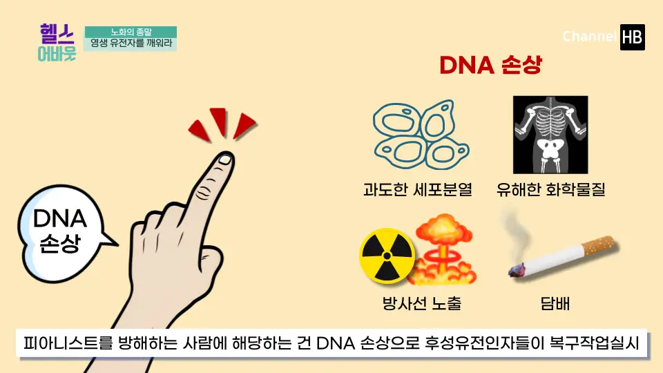 NMN효능