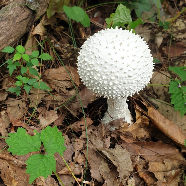 흰광대 가시버섯