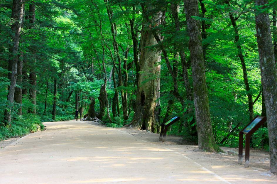 “오대산-전나무-숲길”