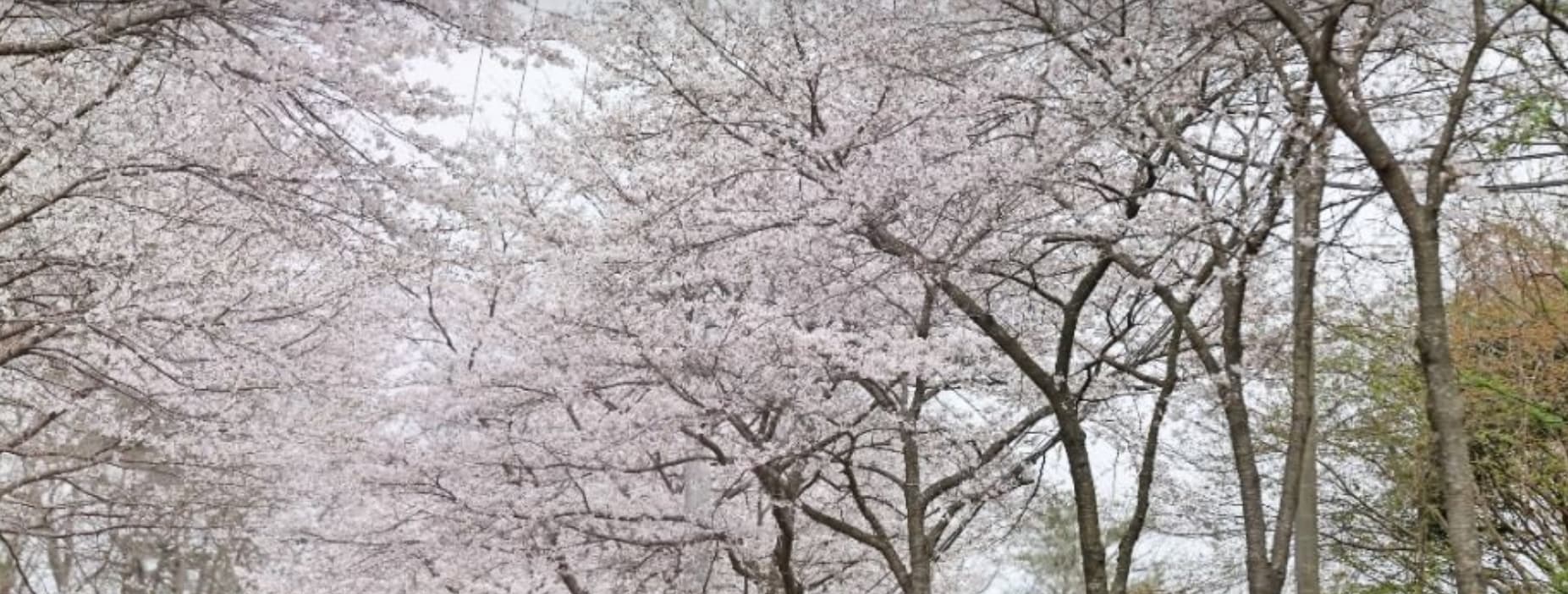 [지역 봄 축제]임실 옥정호 벚꽃축제 2025｜출렁다리와 함께 피어난 봄날의 추억