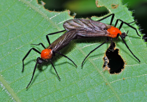 계양산 러브버그