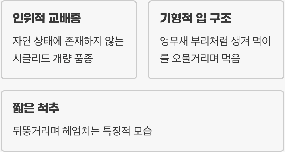 '혈앵무', 귀여움 속에 숨겨진 비밀