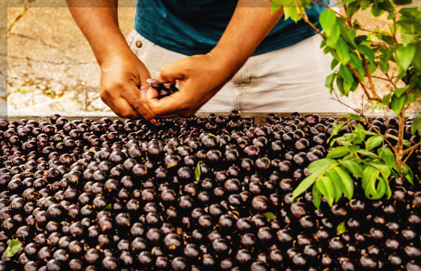자보티카바 효능 경험담, 후기 및 먹는 법 제대로 알아보기