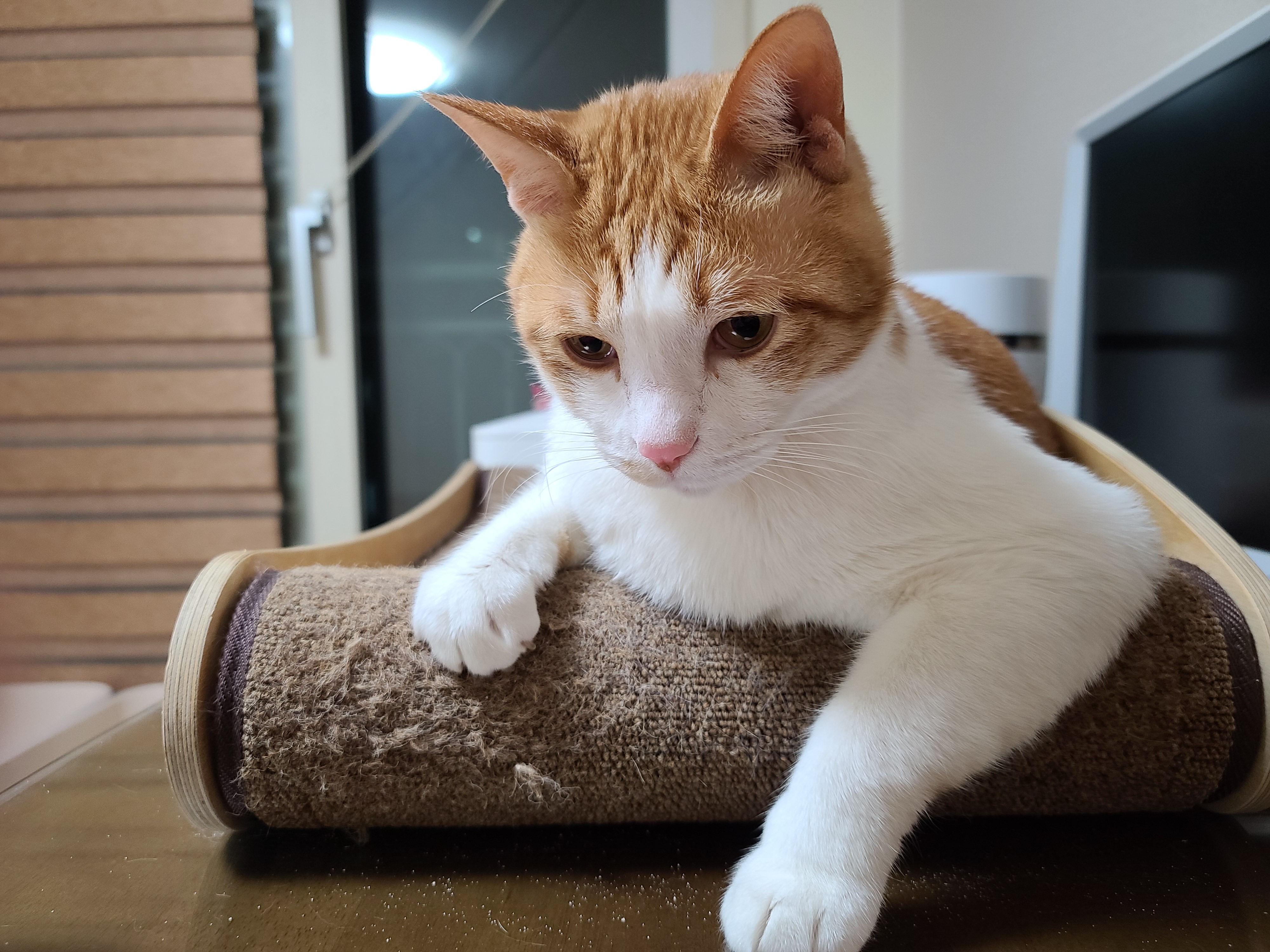 삐진 치즈냥이 막둥이 삐용