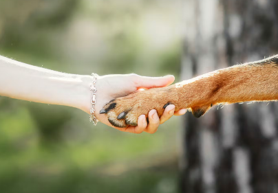 개의 설사에 감염될 위험이 있다.