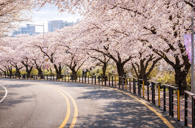 2026 서울 벚꽃 명소 여의도 윤중로 벚꽃길 만개 풍경 봄 여행 추천