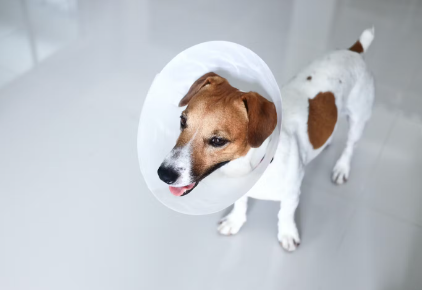 elizabeth_collar_엘리자베스 컬러를 입힌 갈색 개.