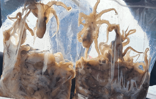 [6시 내고향] 오이도 주꾸미 조개구이 맛집 오이도 별이네&amp;#44; 주꾸미 낚시 오이도 링커스호