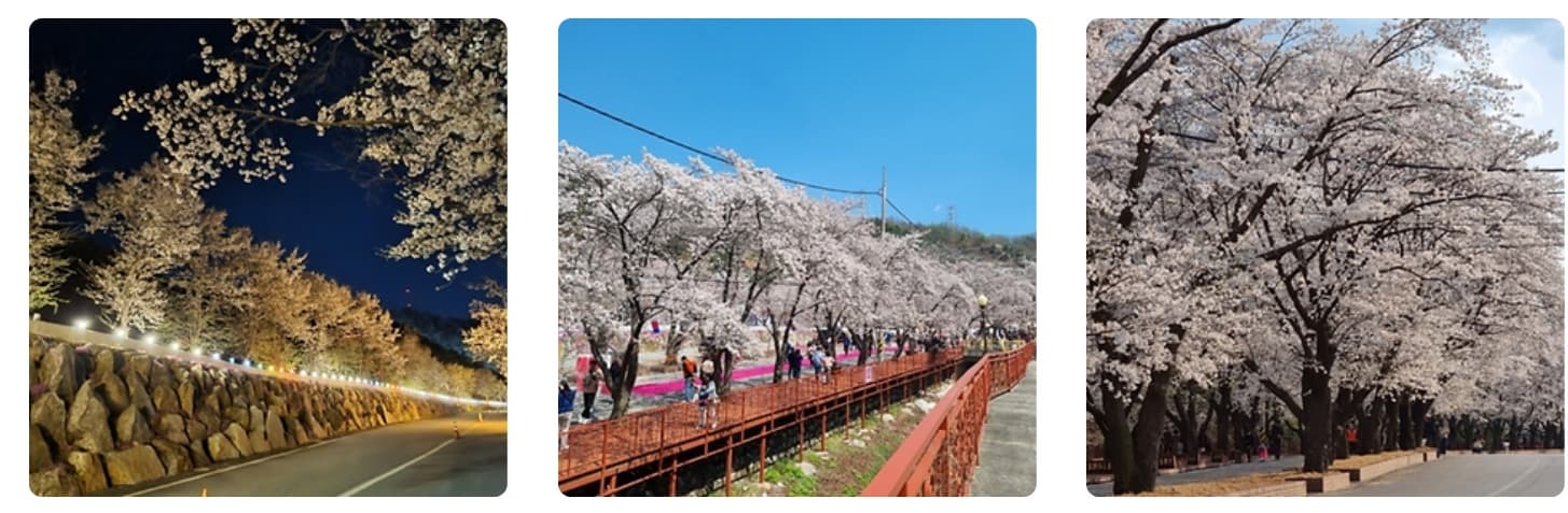 [지역 축제]가평 에덴벚꽃길 벚꽃축제❘축제 기간, 일정, 체험 행사, 먹거리, 포토존