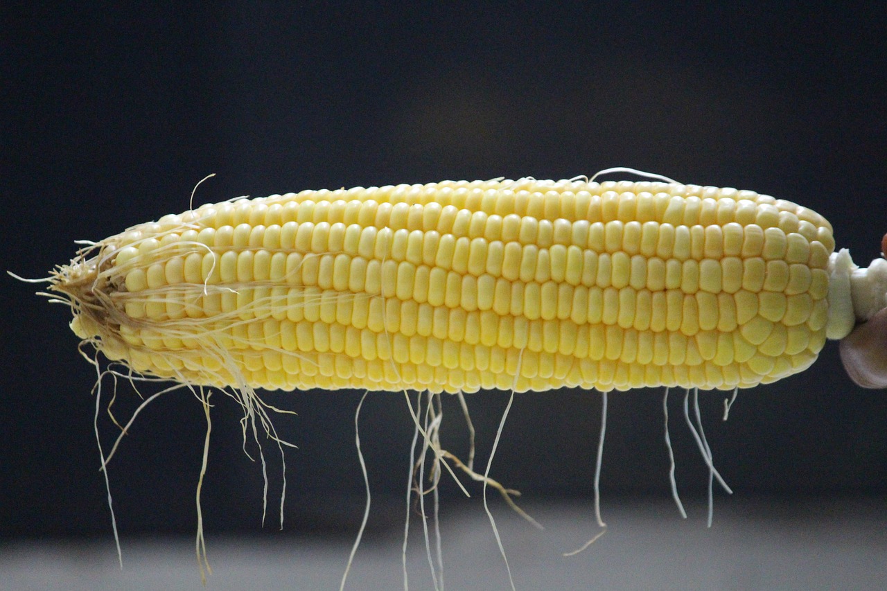 옥수수 보관방법 관련 사진