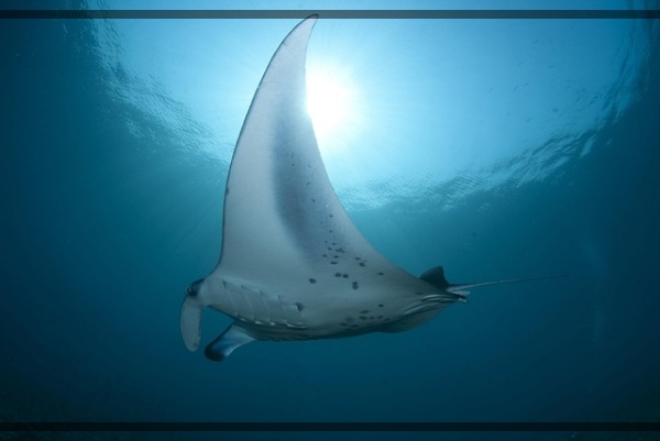 지구가 아파요. 17 강과 바다의 경계 속 가오리