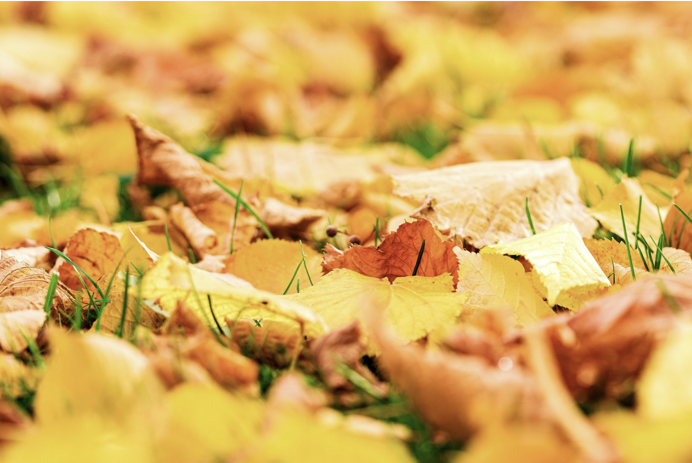 장태산 자연휴양림 단풍시기