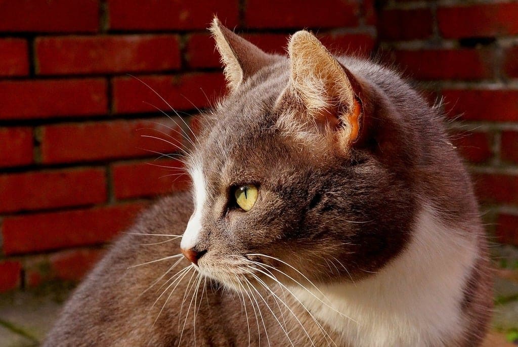 고양이 귀청소