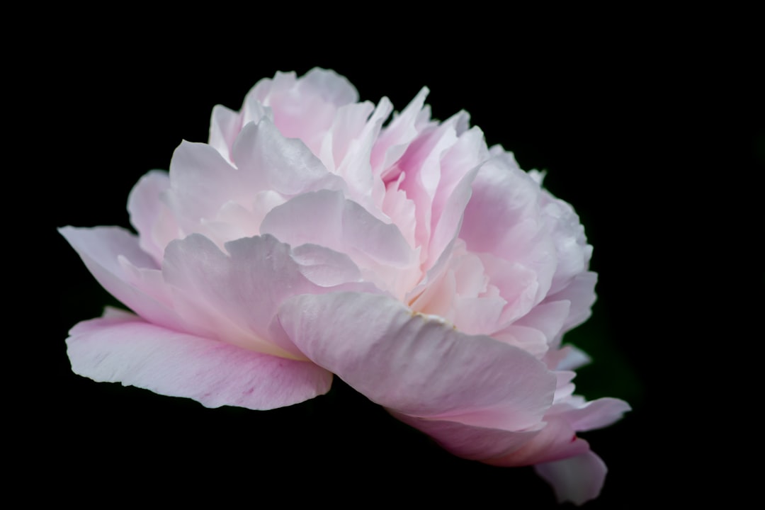 Blooming