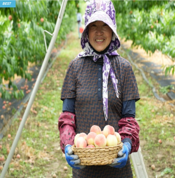 6시내고향-영천-대극천-복숭아-그리미농원