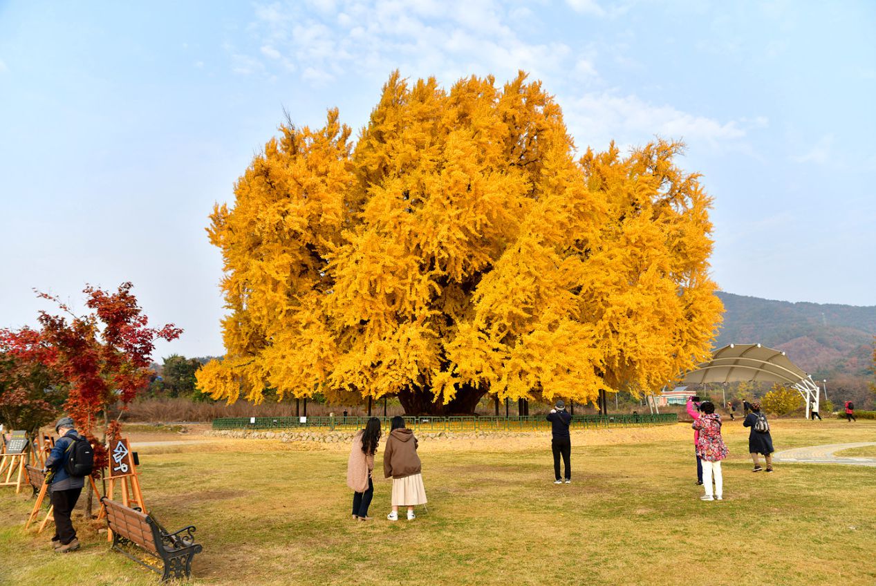 원주 반계리 은행나무