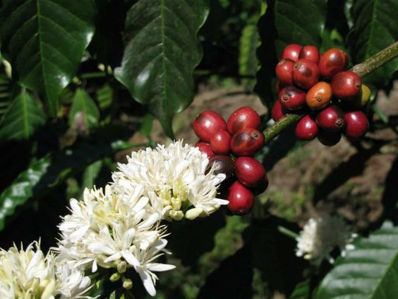 coffea arabica