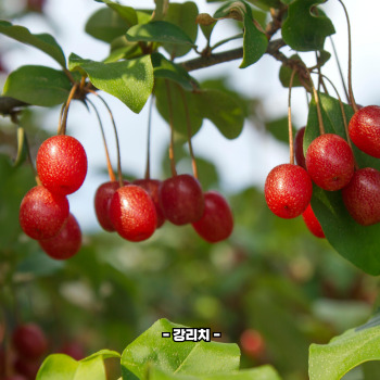 보리수 효능