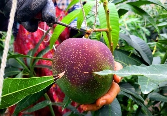 생생정보 수확의 달인 제주 애플망고 섬 농업회사법인 주문방법 생생정보2302회