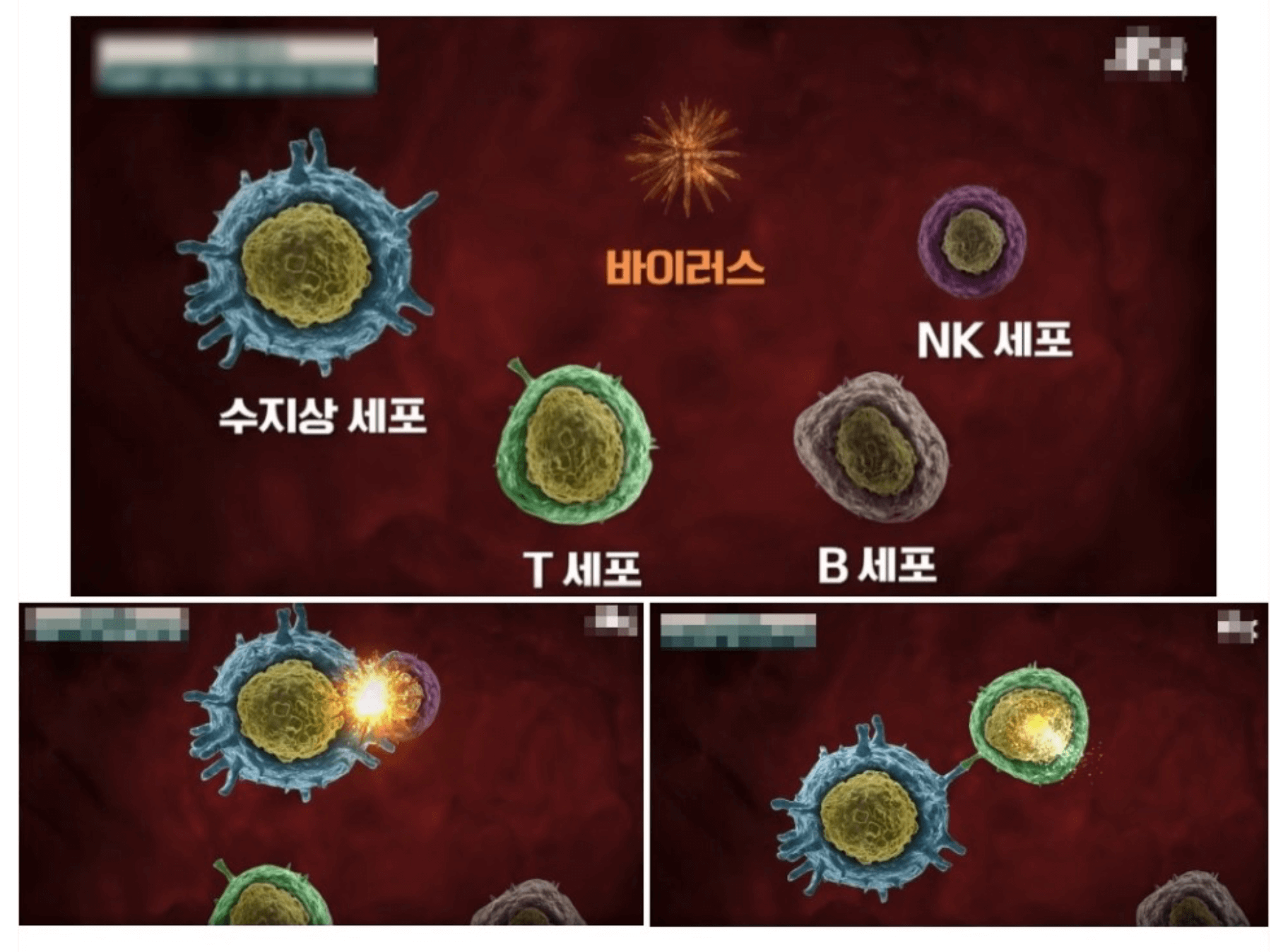 면역세포중 하나인 NK세포는 혈액속에 백혈구의 일종인데 주로 간과 골수에 성숙되는 것으로 정상 아니 외부 침입자나 내부 인들을 직접 공격해서 없애 버립니다.