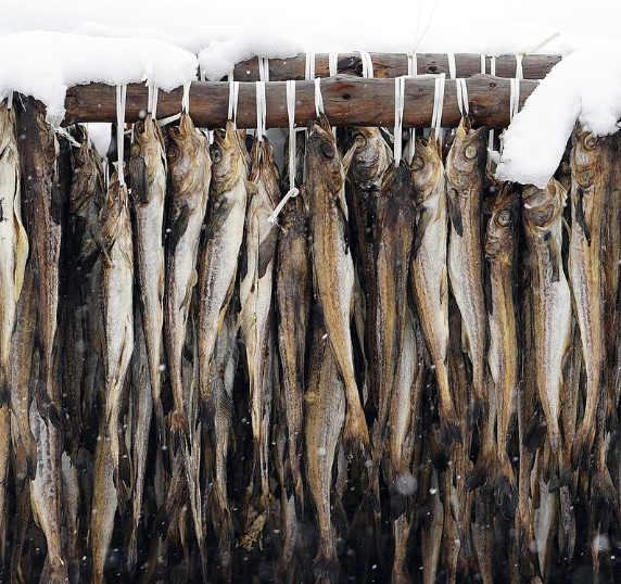 명태가 북어나 황태로