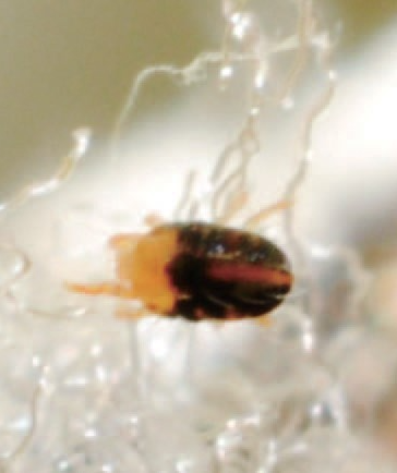 전나무잎응애 성충