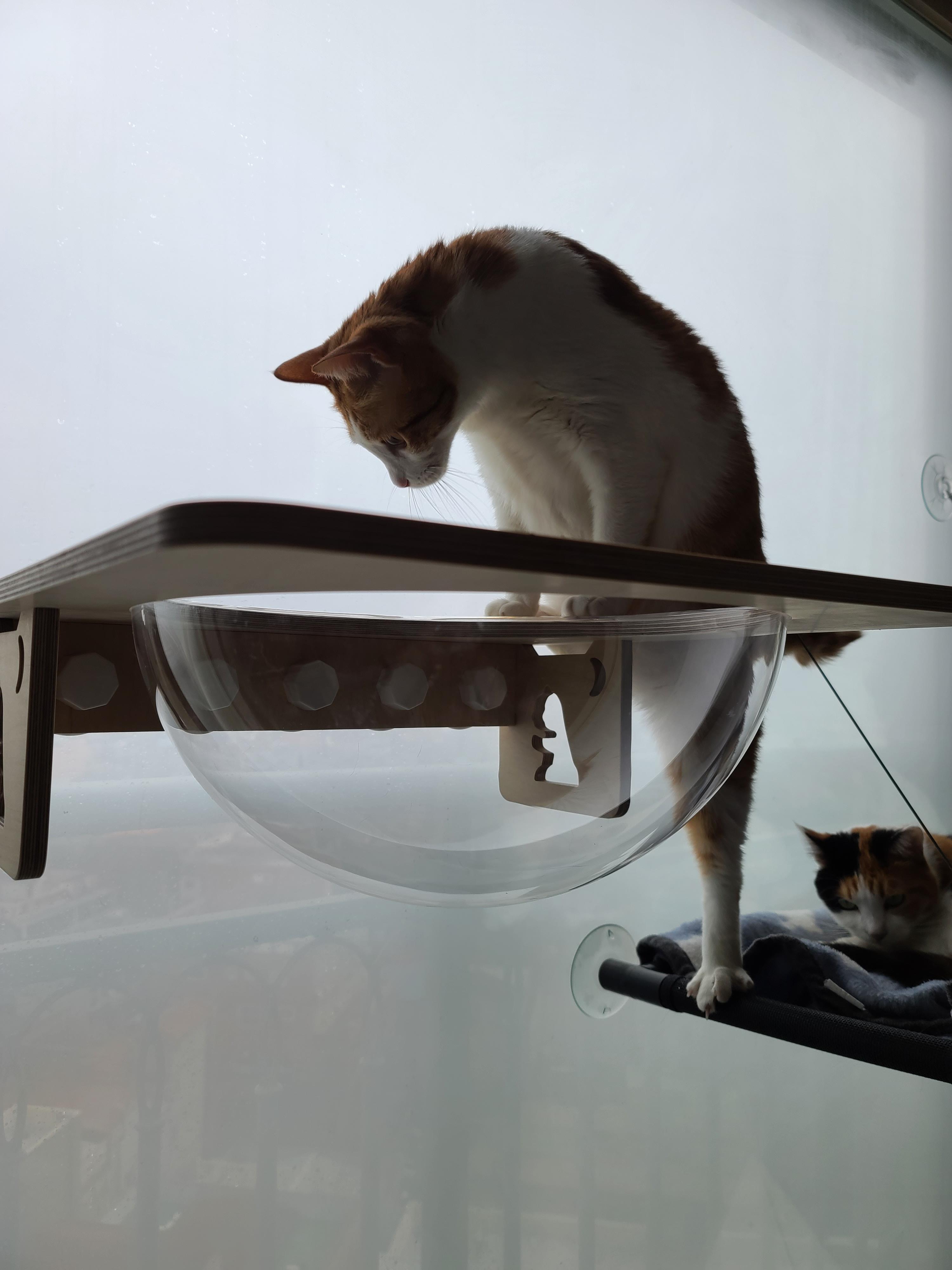 조심성 많고 소심한 막둥이의 캣볼 탐험기!! 결국 막둥이는...