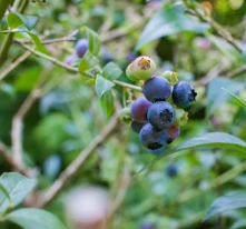 녹내장에 좋은 음식 영양제 식단