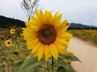 해바라기길 산책 시간 그늘 벤치 위치 휴식 포인트_18