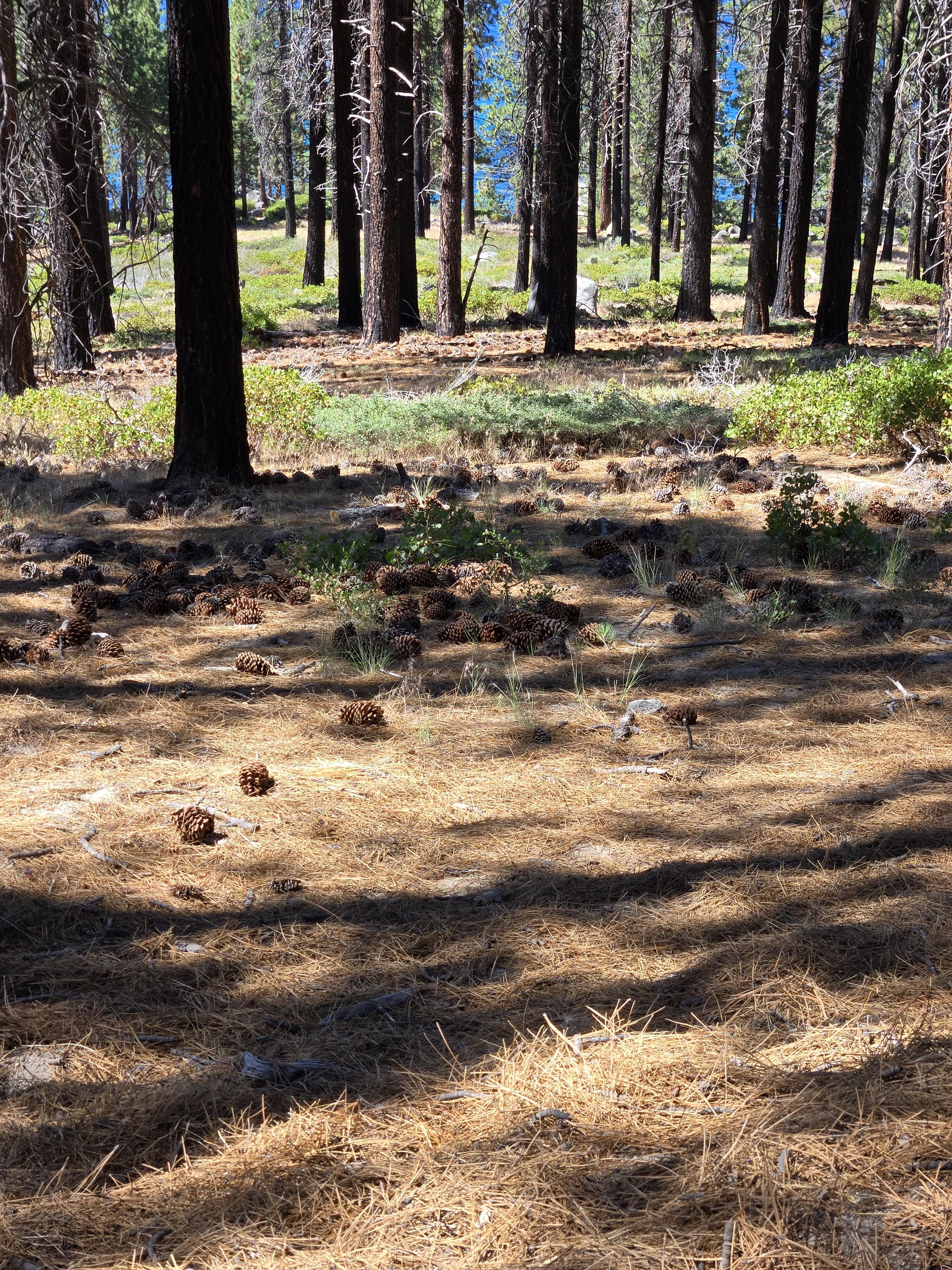 🌲 가족과 함께 떠난 타호레이크 1박 2일 여행기 2&amp;#44; 둘째날 (Family Trip to Lake Tahoe) 관련사진