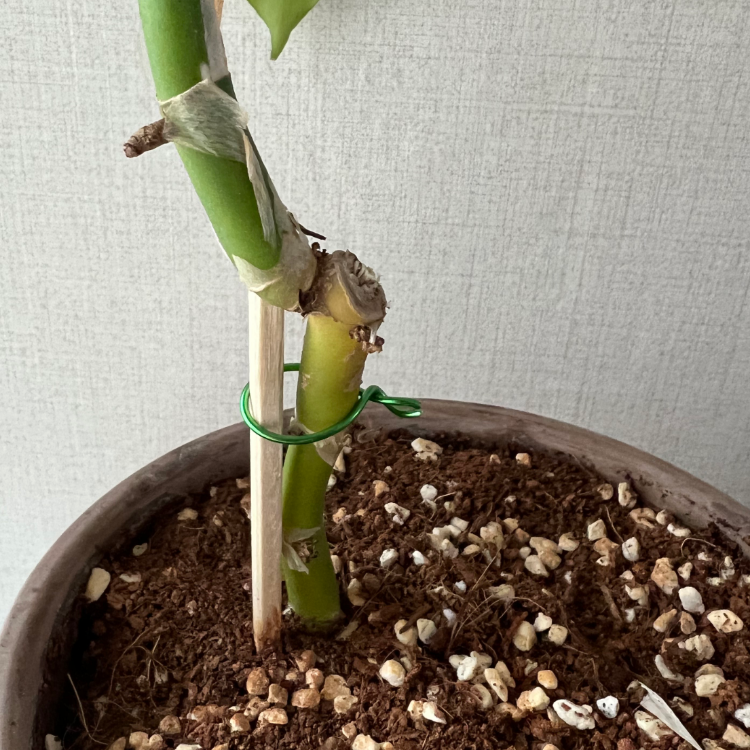 이전에 가지치기 자리가 있는 몬스테라 히메