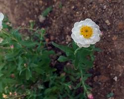  종이꽃(로잔테) 이미지 사진