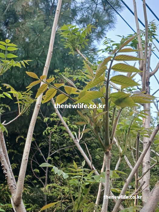 가죽나물 효능 살균 작용 휘발성 유황 화합물