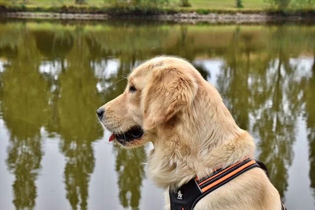 반려동물 등록과 비용, 자진신고로 과태료 피하기, 외장칩과 내장칩의 차이