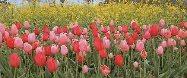태안 코리아플라워파크 축제
