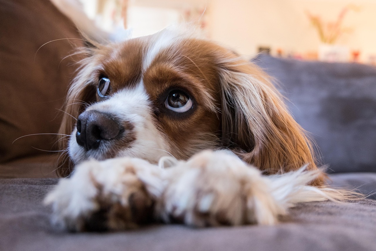 Heartworm prevention for dogs - 심장사상충 예방