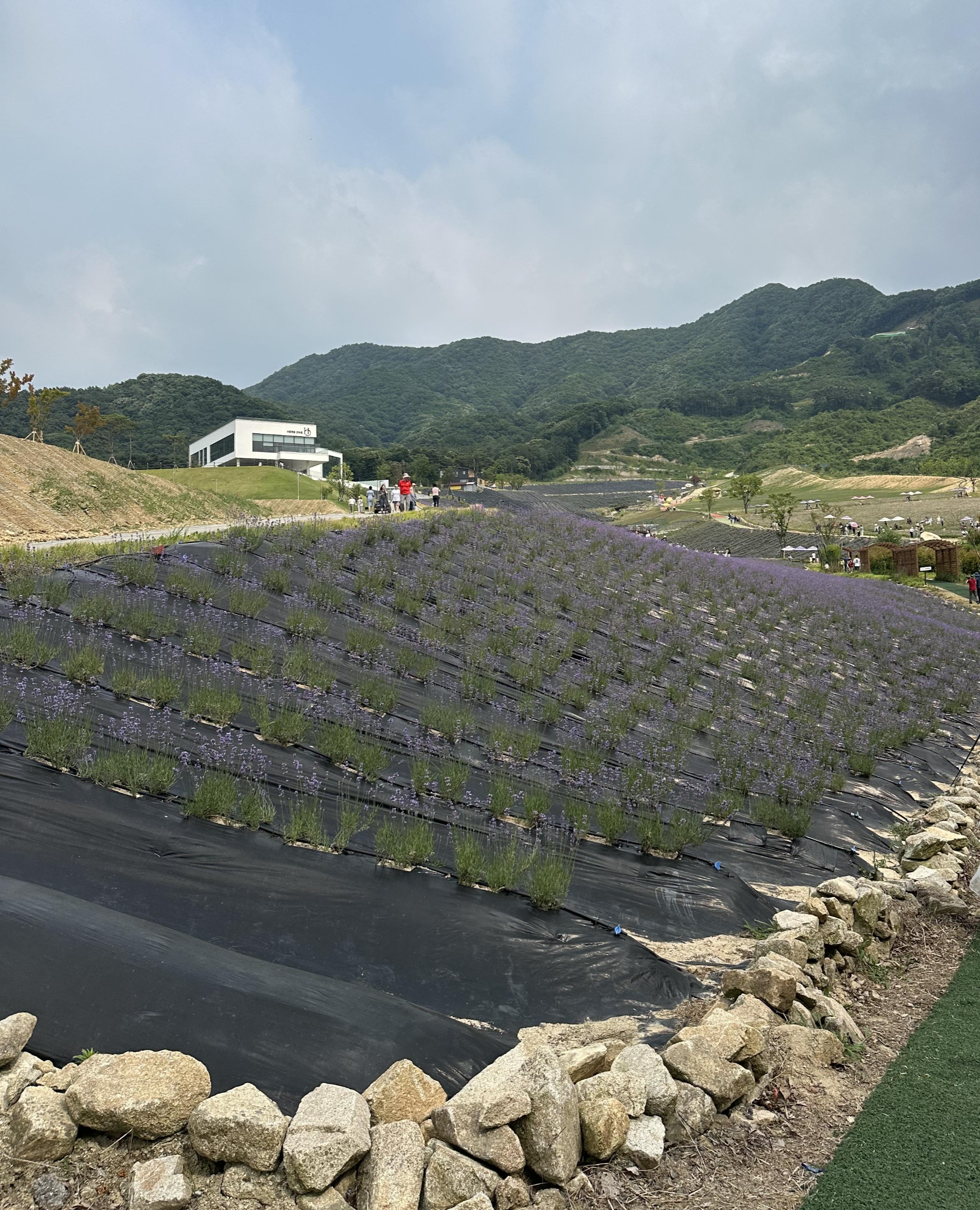 2024 정읍 허브원 라벤더 축제 