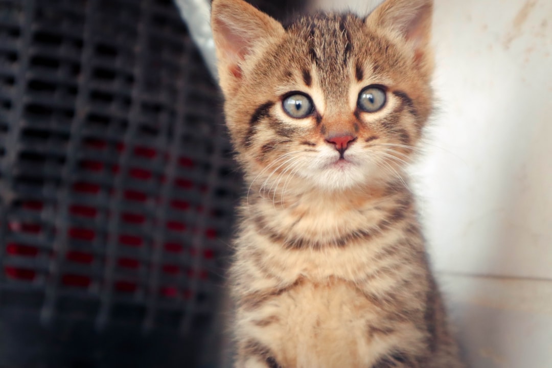 Cat food