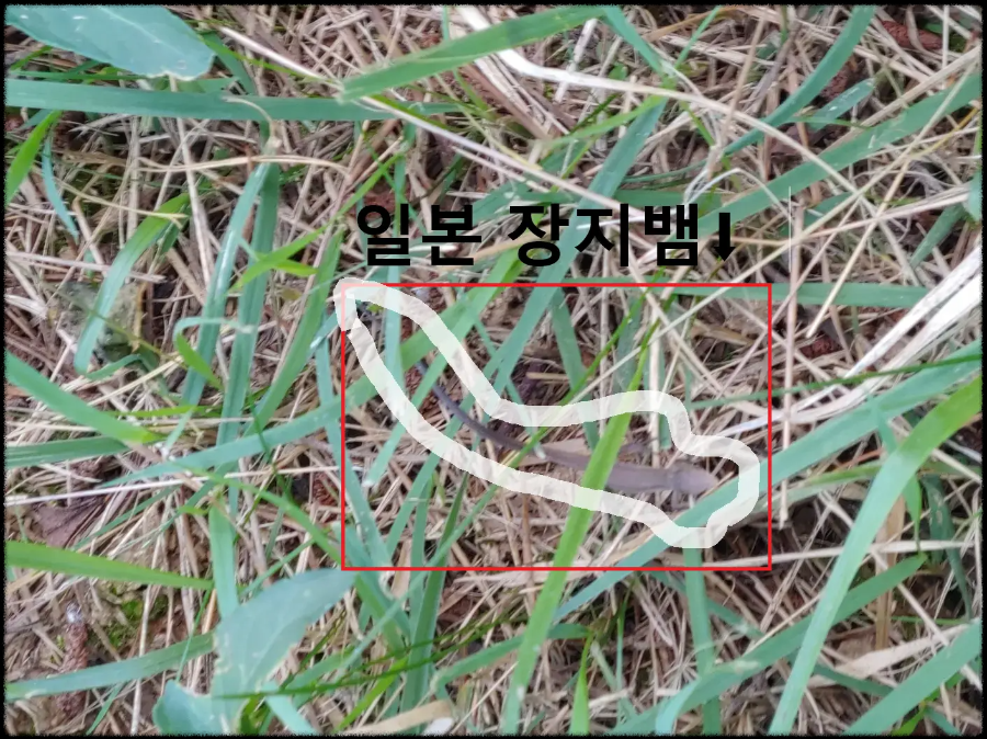 성묘길에서-만난-도매뱀-일본장지뱀