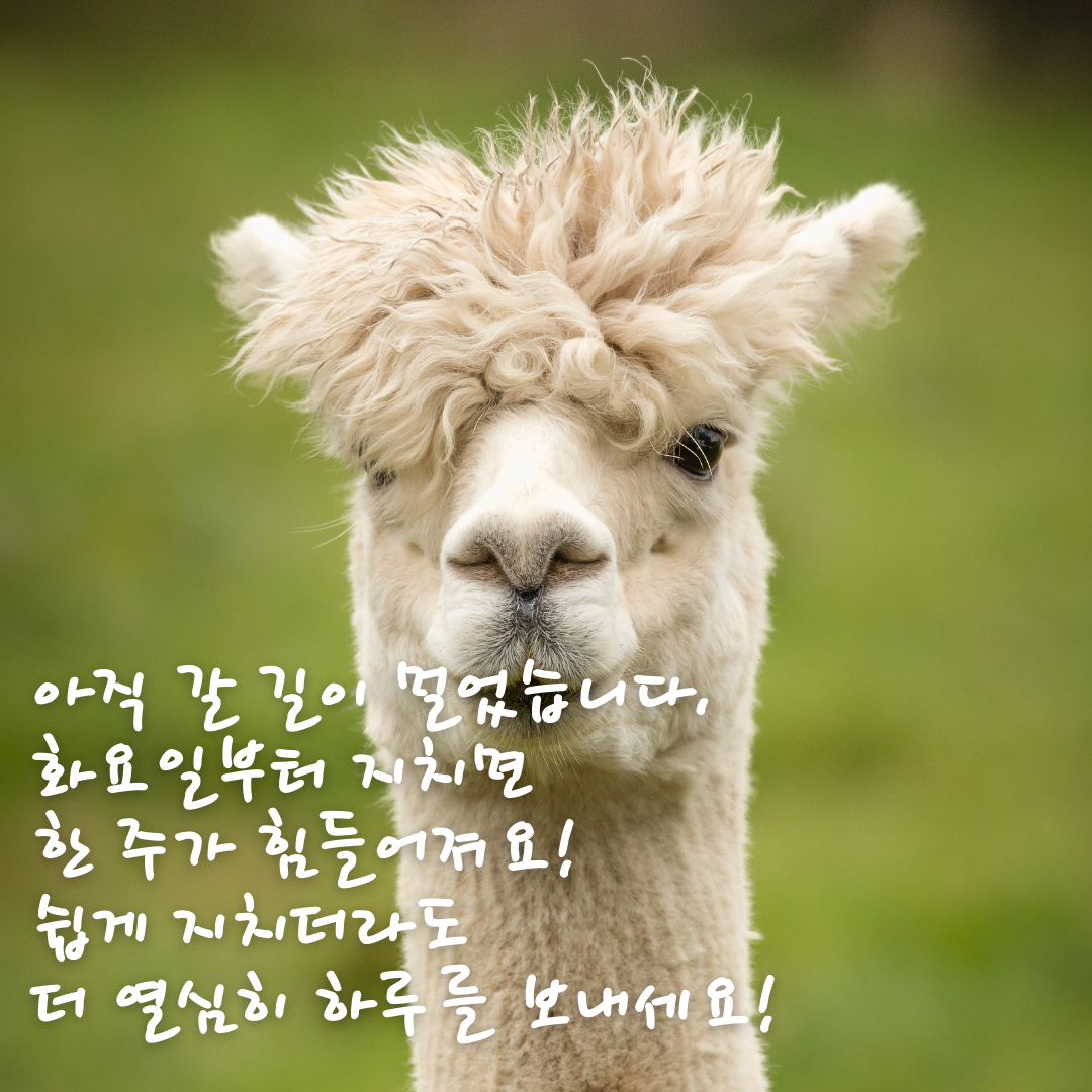 화요일 출근길 아침 인사말 문구 이미지 모음