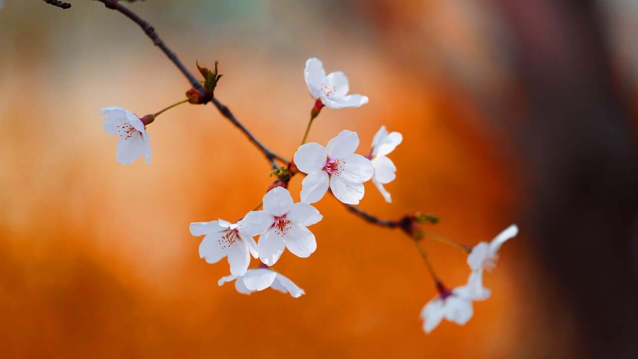 청명 뜻