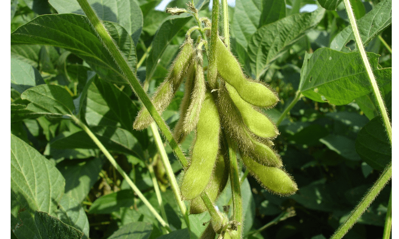 근감소증에 좋은 음식 관련 사진4