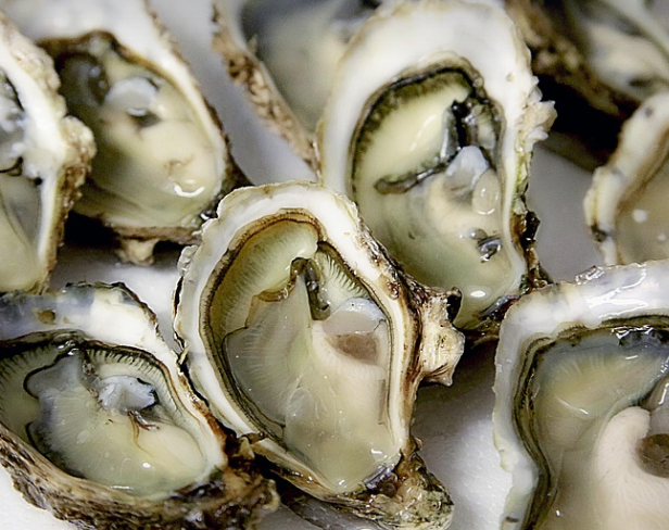 바다의 우유 굴