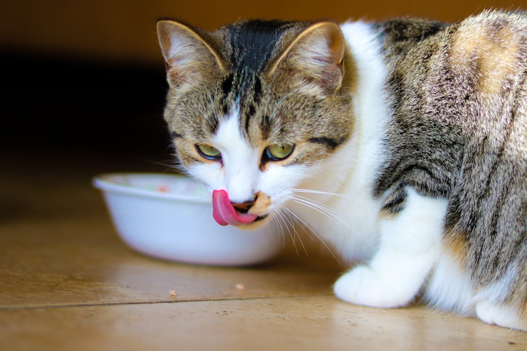 Cat food