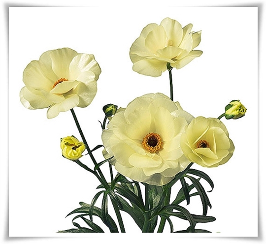 "라넌큘러스" 봄의 로맨스를 담은 매혹적인 매력의 꽃 봄의 요정!