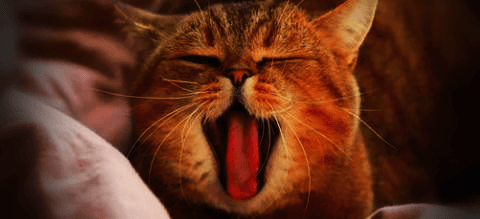 하품하는 고양이