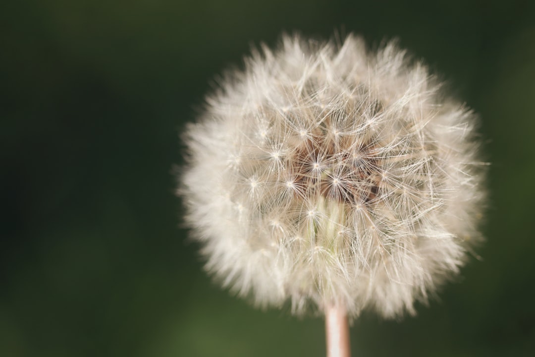 Wish
