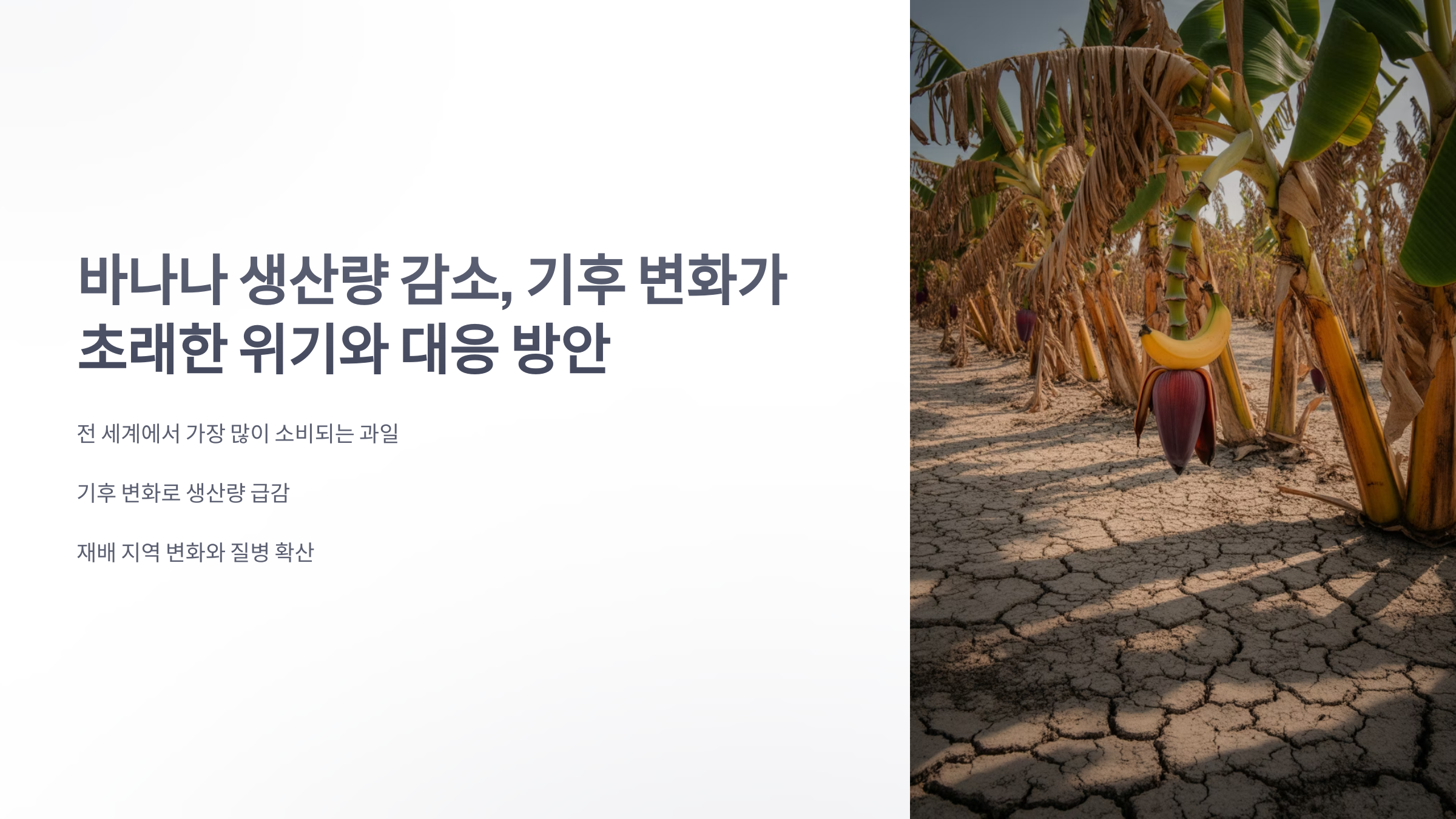 참조-바나나,-기후-변화로-인한-생산량-감소-1
