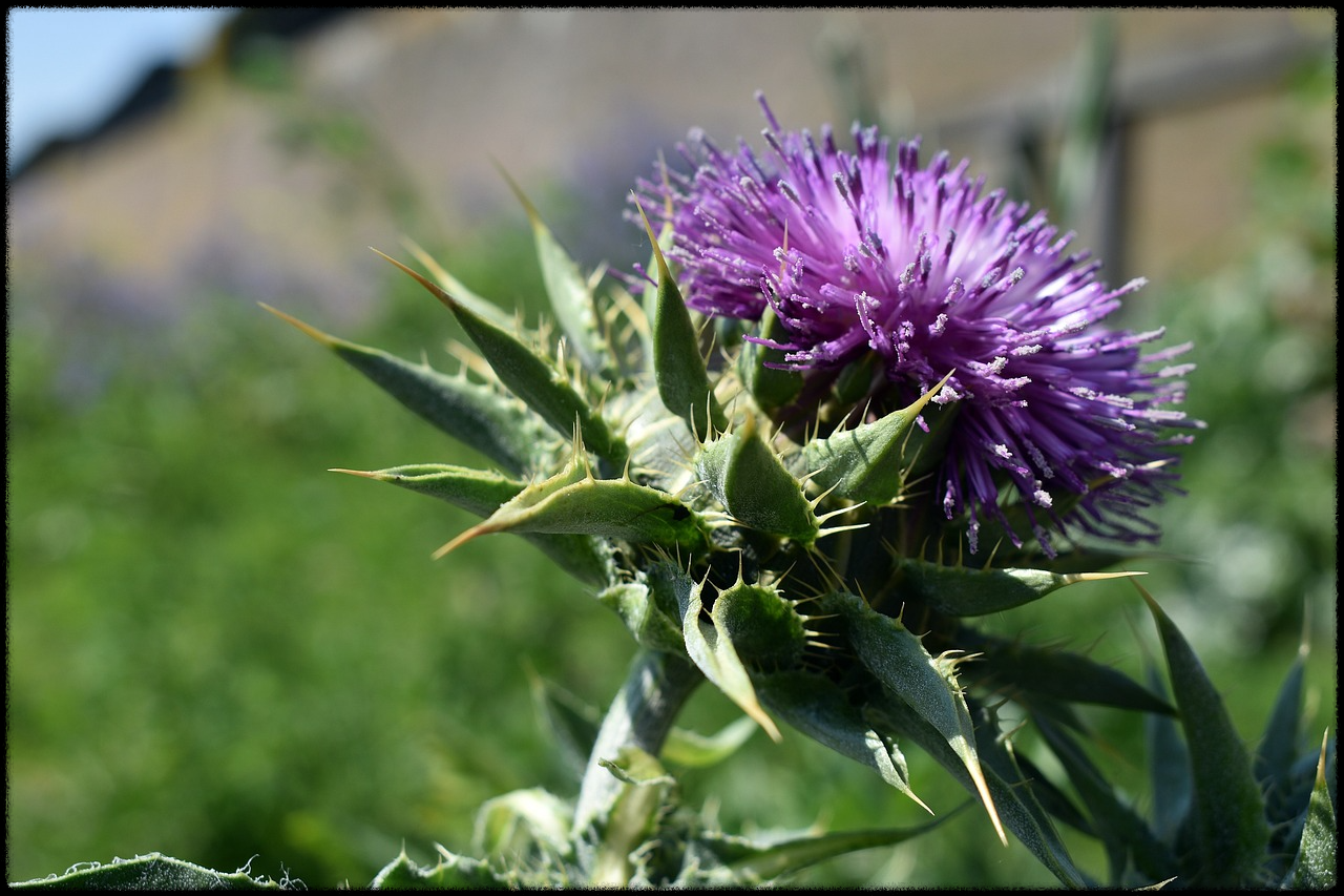 밀크씨슬 이미지2